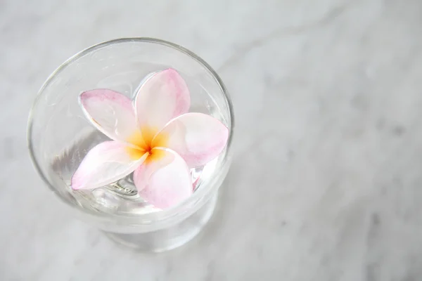 Spring pink flower on water — Stock Photo, Image