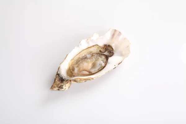 Ostrica isolata in fondo bianco — Foto Stock