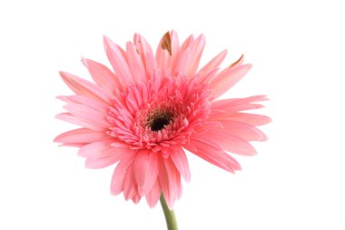 Beyaz arka plan üzerinde izole gerbera Pembe çiçek