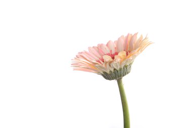 Beyaz arka plan üzerinde izole gerbera Pembe çiçek