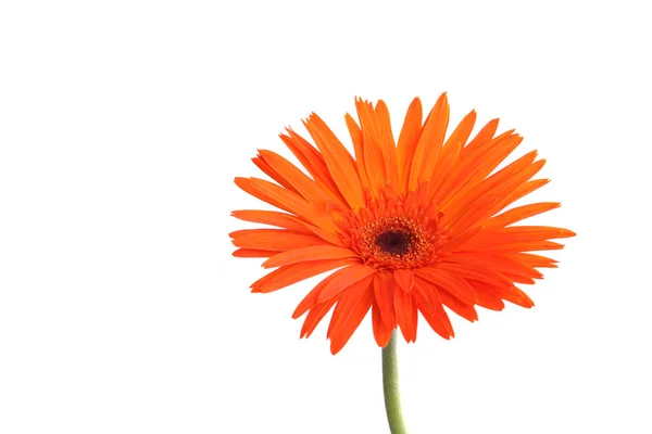 Orange Gerbera Blume isoliert in weißem Hintergrund — Stockfoto