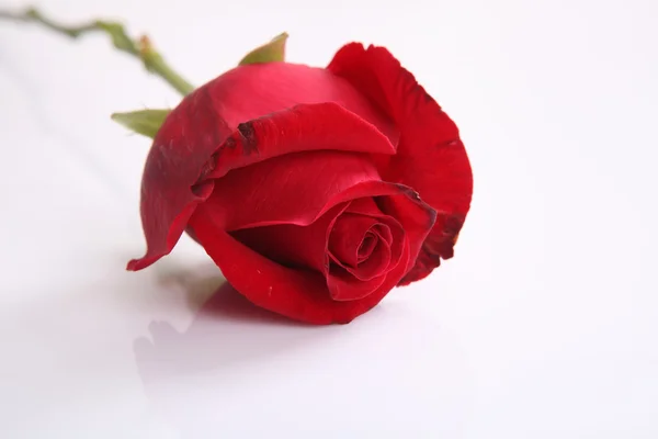 Flor de rosa roja aislada en fondo blanco — Foto de Stock