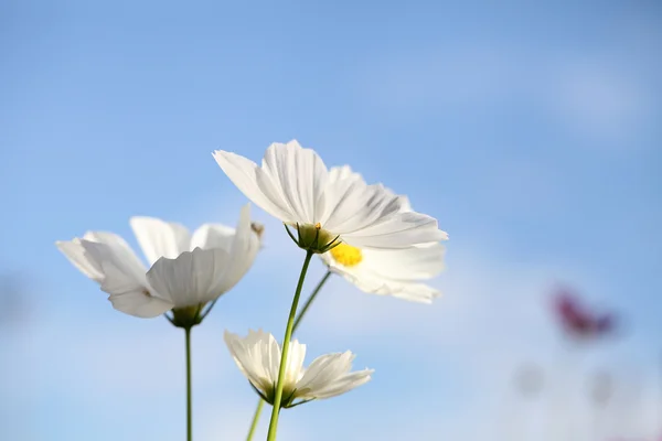 Weißer Kosmos Blume in blauem Himmel — Stockfoto