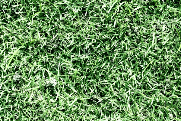 Grass background — Stock Photo, Image