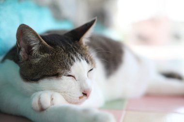 kadar yakın kedi