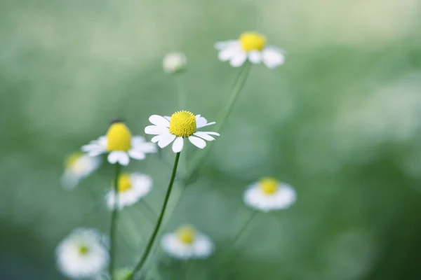 Kleine Blume — Stockfoto