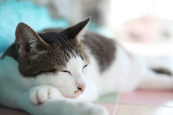 Gato en primer plano — Foto de Stock