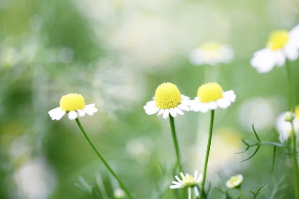Kleine Blume — Stockfoto