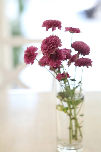 Flower in jar — Stock Photo, Image