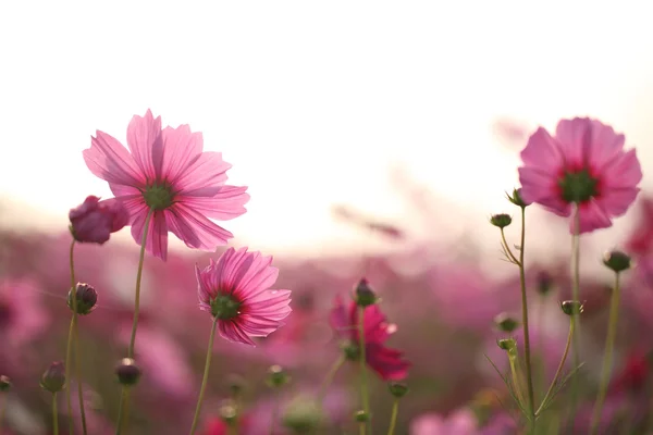 Flor del cosmos — Foto de Stock