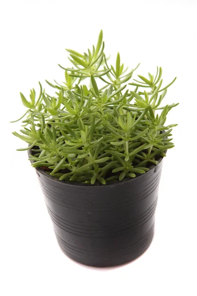 Home plant in flowerpot — Stock Photo, Image