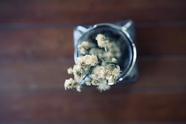 Witte plant in pot — Stockfoto