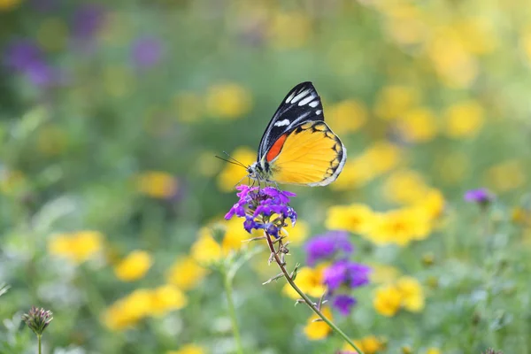 Borboleta — Fotografia de Stock