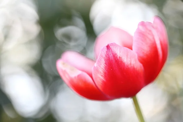 Tulipanblomster – stockfoto