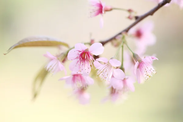 Κεράσι ανθίσει, ροζ λουλούδι sakura — Φωτογραφία Αρχείου