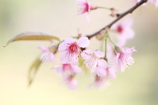 Flor de cerejeira, flor de sakura rosa — Fotografia de Stock