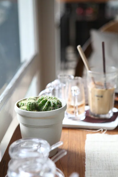 Mini kaktus — Zdjęcie stockowe