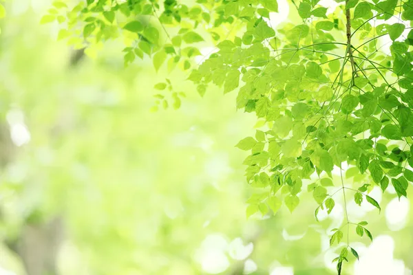 Leaves background — Stock Photo, Image