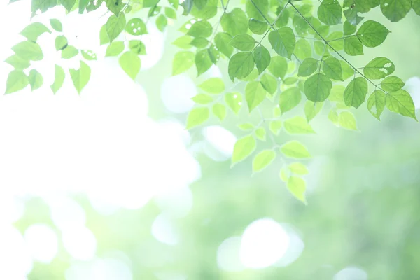 Leaves background — Stock Photo, Image