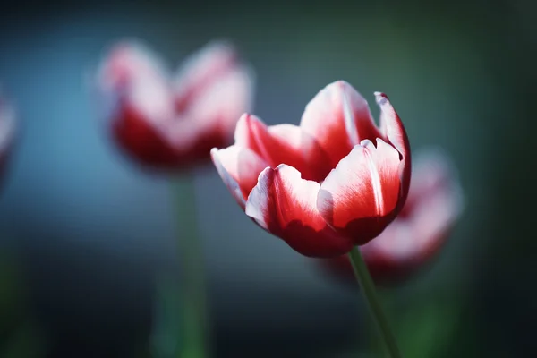 Tulipanblomster – stockfoto