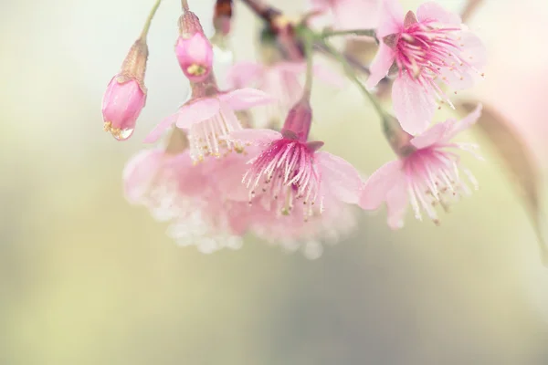 Sakura cherry blossom blommor — Stockfoto