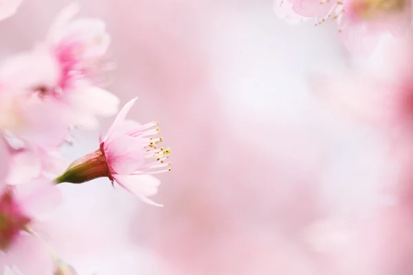 Sakura Kirschblüten Blumen — Stockfoto