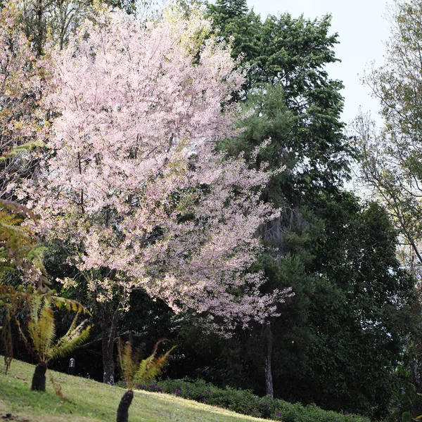 Flores de flor de cerezo sakura —  Fotos de Stock