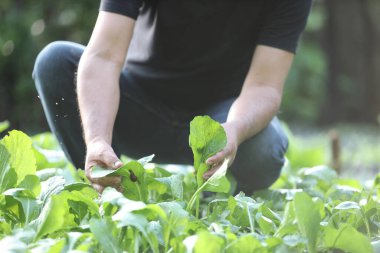 Erkek bacakları ve elleri Ev bahçesindeki bitkileri ayıklıyor