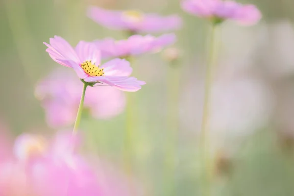 Beautiful Pink Cosmos Flowers Close — Stock Photo, Image