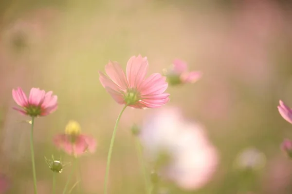 Mooie Roze Kosmos Bloemen Close — Stockfoto