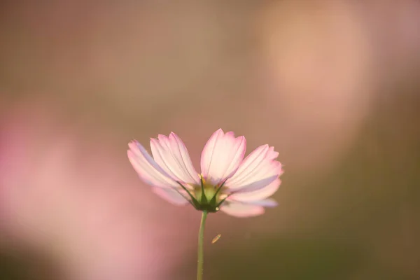 Beautiful Pink Cosmos Flowers Close — Stock Photo, Image
