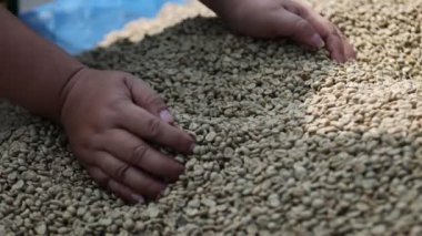 Elde çiğ kahve çekirdekleri ağır çekimde