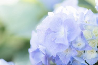 Ortanca çiçeği güneş ışığıyla yakın çekim