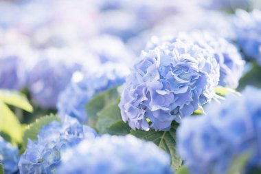 Ortanca çiçeği güneş ışığıyla yakın çekim