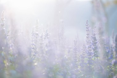 Lavanta çiçeklerini pastel mavi renkte kapat