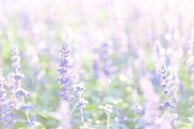 Lavanta çiçeklerini pastel mavi renkte kapat