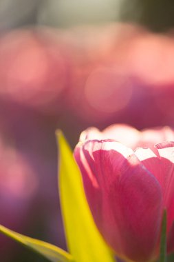 Kırmızı beyaz lale çiçeği yaklaş.