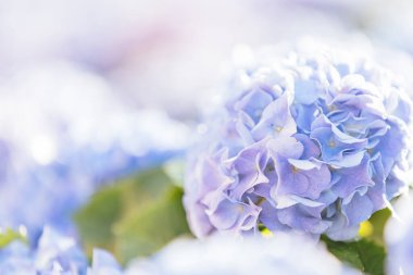 Ortanca çiçeği güneş ışığıyla yakın çekim