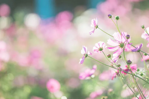 自然の中でコスモスの花背景 — ストック写真