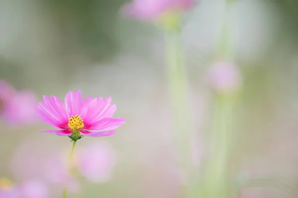 Beautiful Pink Cosmos Flowers Close — Stock Photo, Image