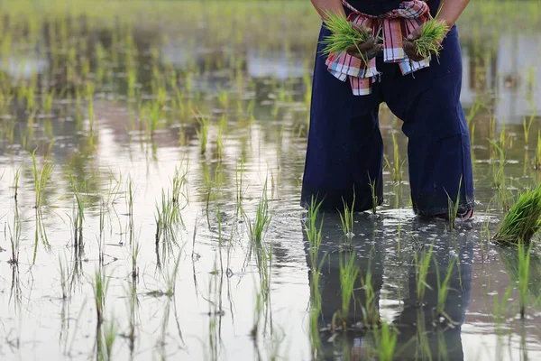 Farmer Rice Planting Water — Stock Photo, Image