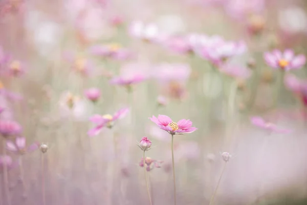 美丽的粉色宇宙花朵紧密相连 — 图库照片