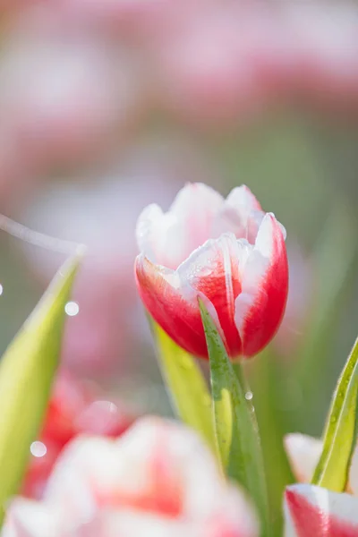 Rot Weiße Tulpenblüte Nahaufnahme — Stockfoto