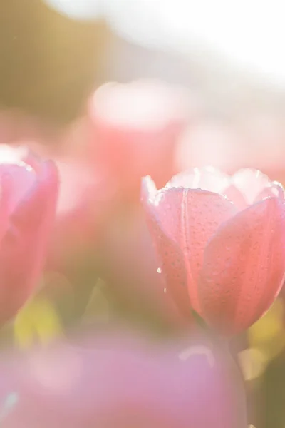 Roze Tulp Bloem Close — Stockfoto