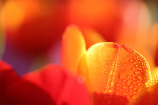 Oranje Rode Tulpenbloem Macro Met Regendruppel — Stockfoto
