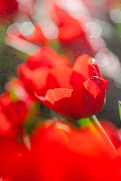 Red Tulip Flower Close — Stock Photo, Image