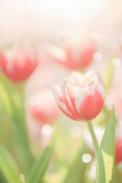 郁金香花与雨滴紧密相连 — 图库照片