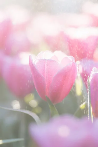 Rosa Tulipanblomst Nært Hold – stockfoto