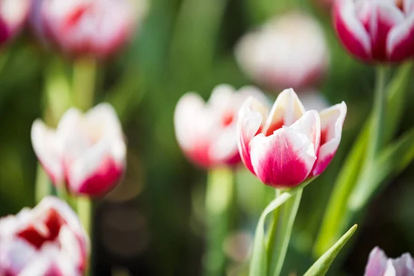 Red white Tulip flower in close up