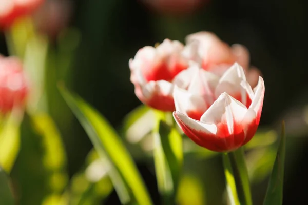 Красно Белый Цветок Тюльпана — стоковое фото